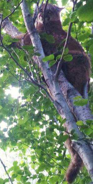 Ran into a cougar kill with 3 cougars on it..  two ran off, this one I was able to tree and get some pictures.. must of been a Mother and two yearling