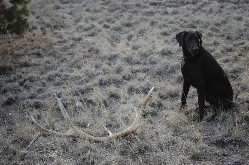Raven in the Gila 2016