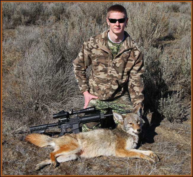 Ricks' Coyote