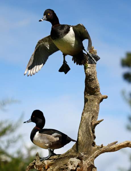 Ring-necked ducks