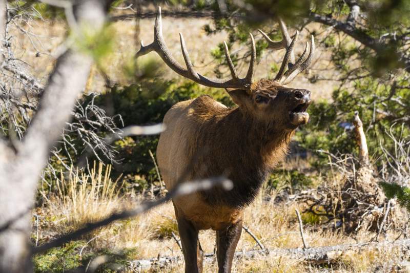 Rocky Mountain Bull