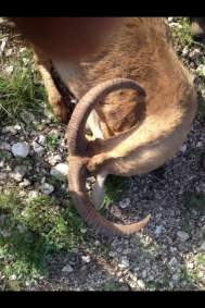 Ryan Snipes Trophy Aoudad