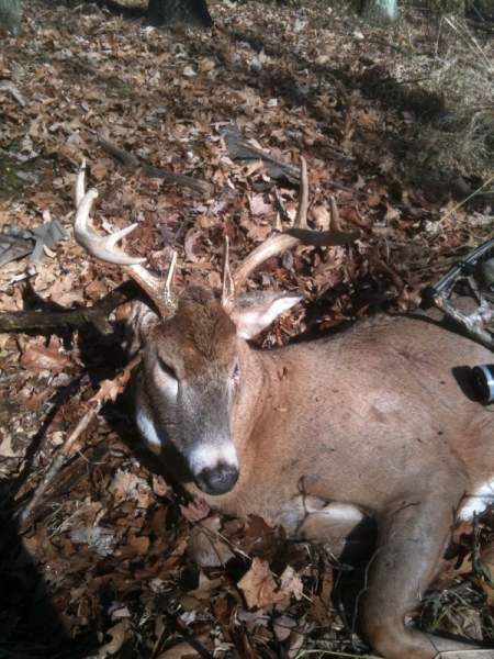 ryans buck