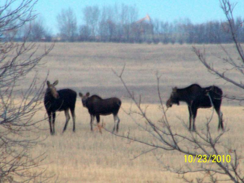 Same two cows and calf.. they are waiting for the bull moose.