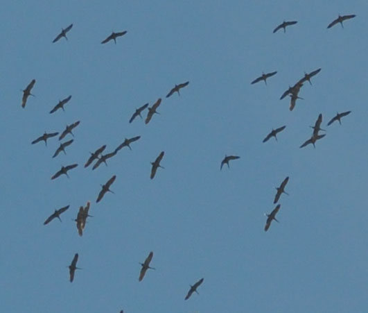 sandhill cranes