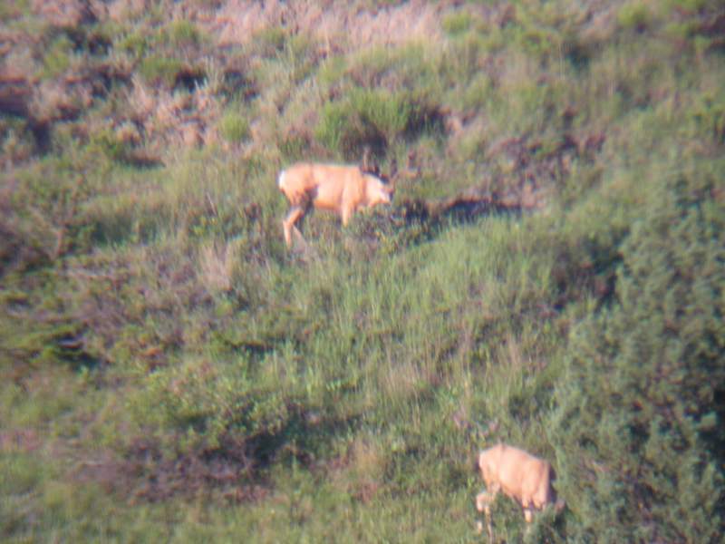 Scouting 07 09 11 (88)
