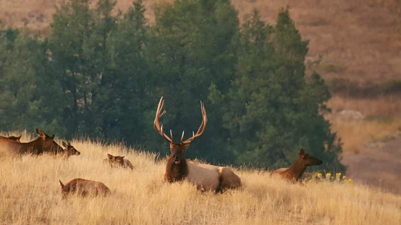 Sept. 17 2017

Big Bull @ Bison Range