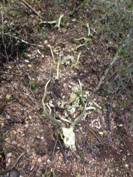 Sika/Red hybrid found dead next to a wallow