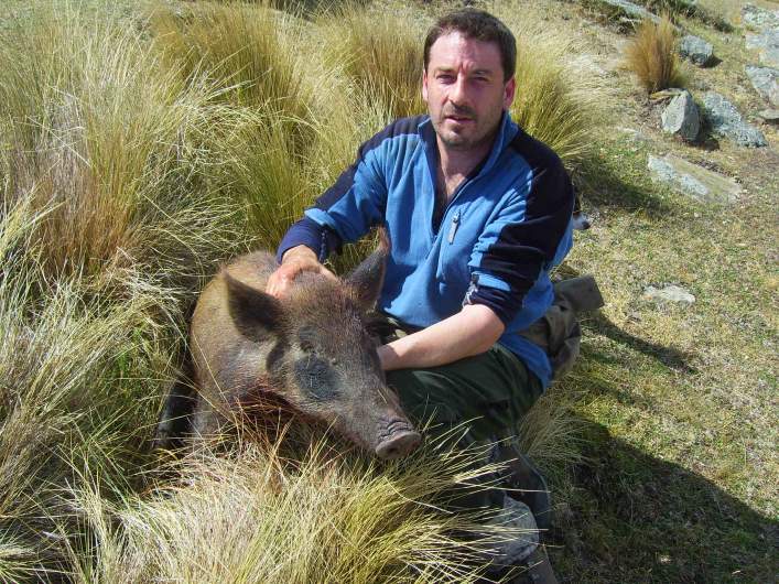 Small pig 40 kg