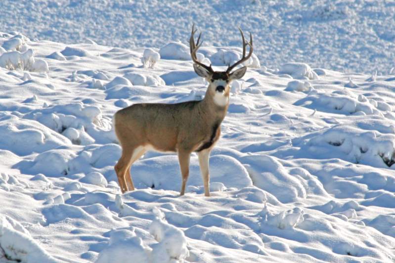 SnowBuck