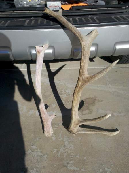 Sweet Sheds