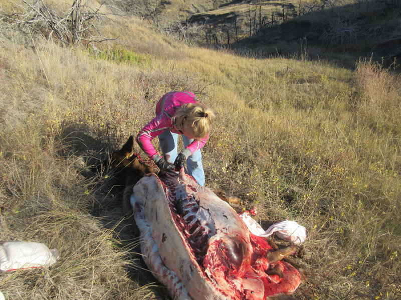 Tamber boning the front shoulder