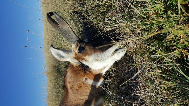 Tamber's buck down