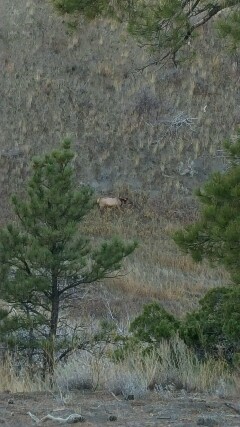 Tamber's cow as she lay