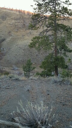 Tamber's  cow elk from the ridge