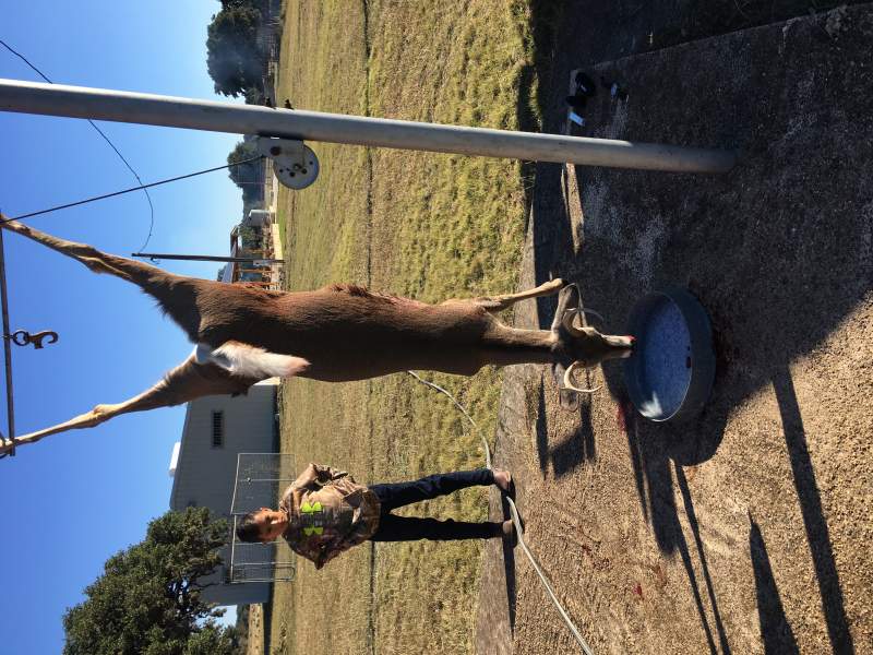 TexasWhiteTail2016