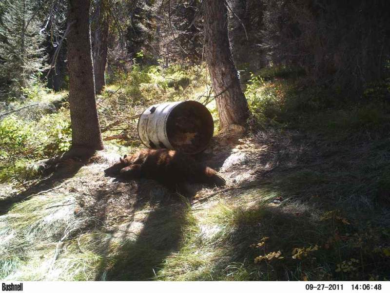 This bear decided to take a nap at the bait