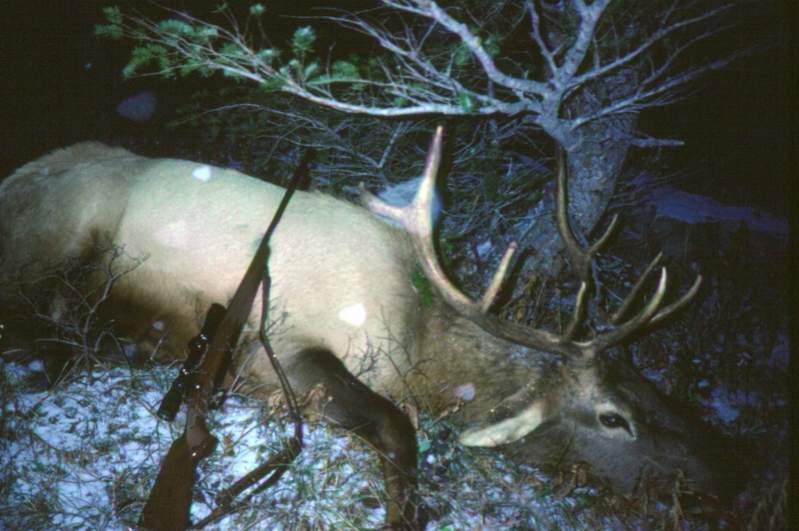 This bull was the first elk taken with my Remington 700, Classic, 338-win Mag.  I took a 100-yard, frontal quartering shot with a 250-grain nosler par