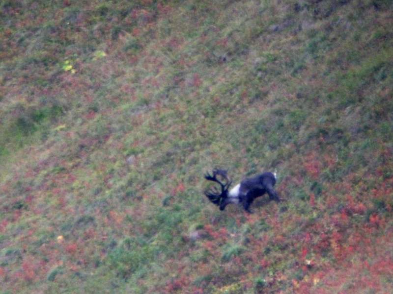 This is a Mountain Caribou in the Yukon I would liked to have gotten, but didn't.