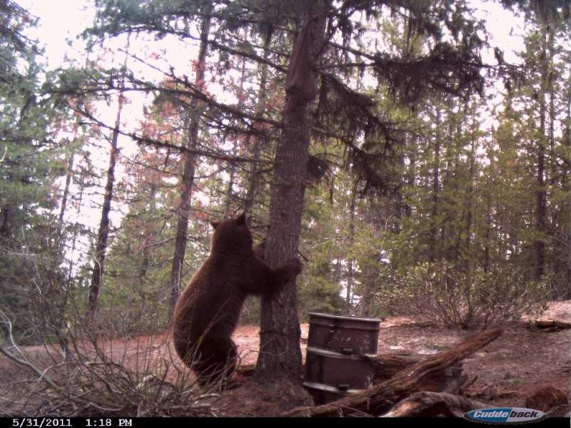 This is the bear Mark is going to chase, I hope he slips an arrow through his chest.