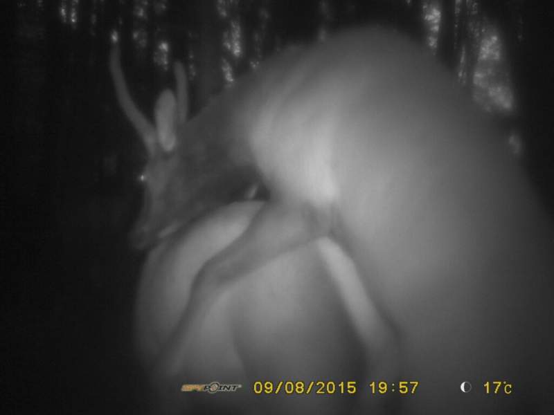 Trail cam elk porn