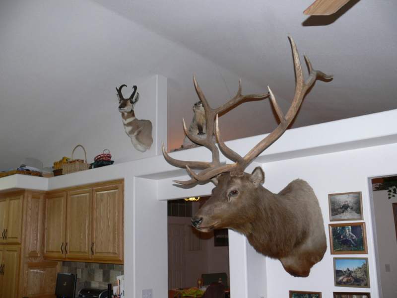 Trophy Room 2010 006
