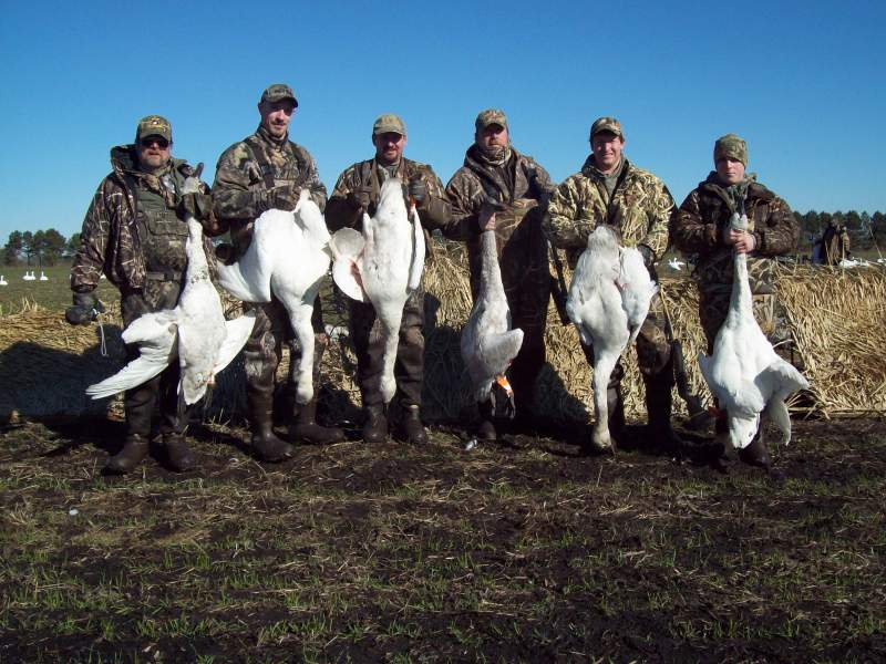 Tundra Swan - North Carolina