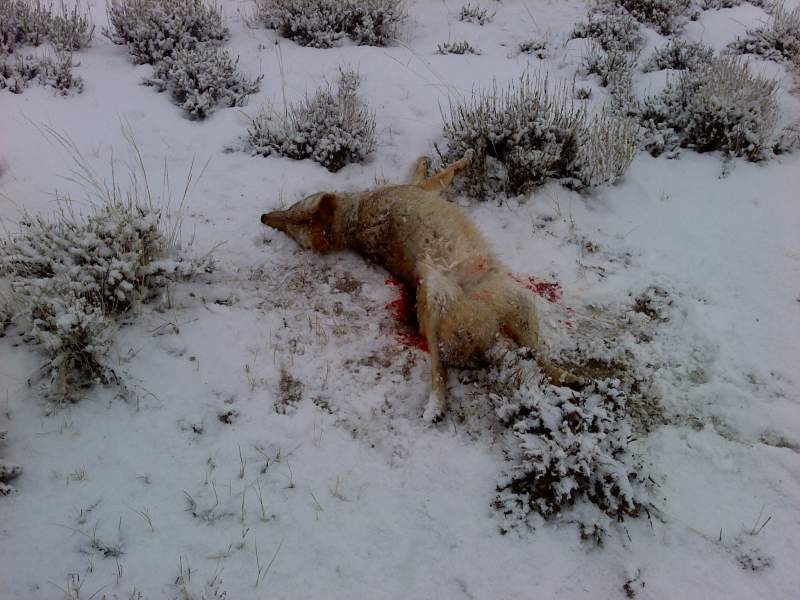 varmint!