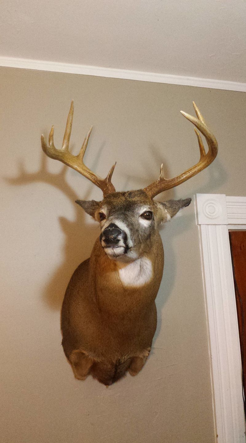 Very lucky to have a father that is an award winning taxidermist.
