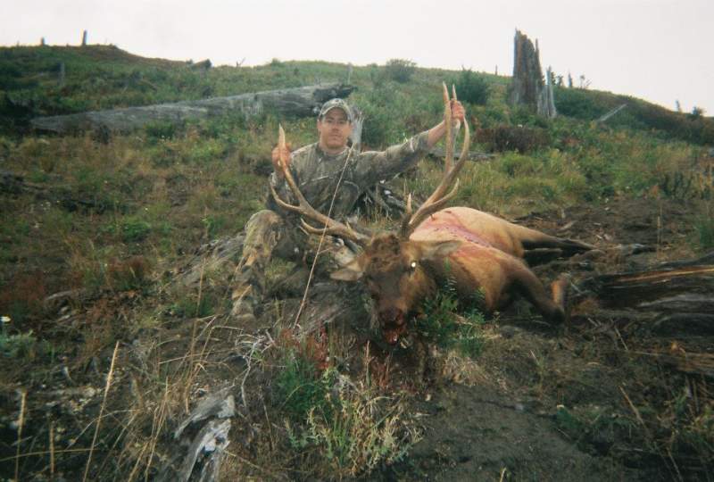 WA state Roosevelt elk