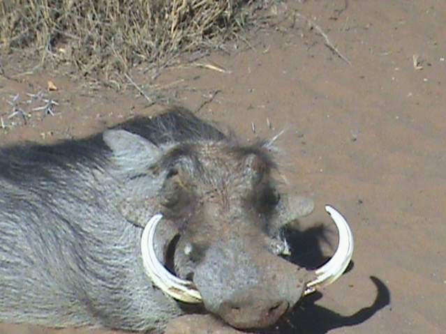 warthog