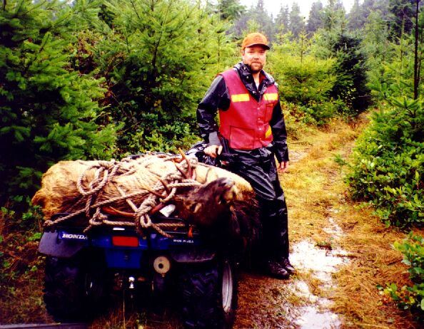 Washington Roosevelt Elk