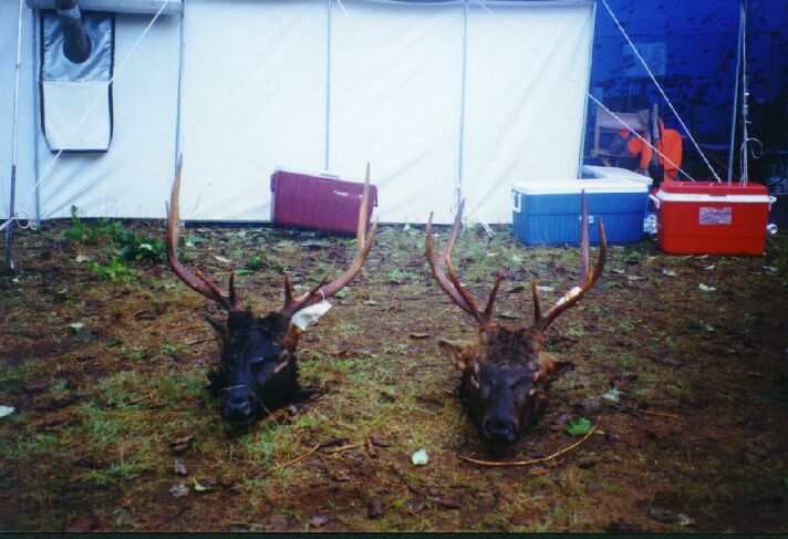 Washington Roosevelt Elk