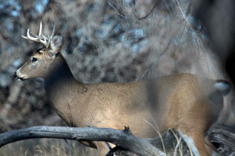 White Tail Deer
Colorado