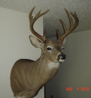 Whitetail Buck