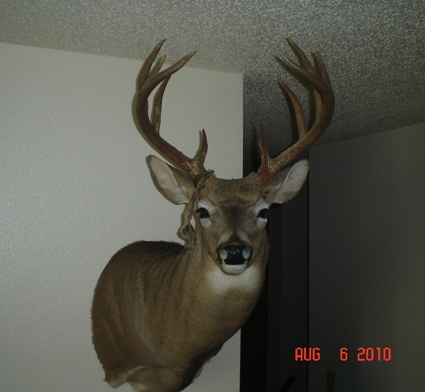 Whitetail Buck