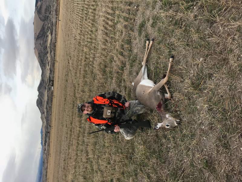 Whitetail doe in Whitehall, Montana