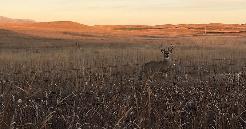 WhitetailBuck