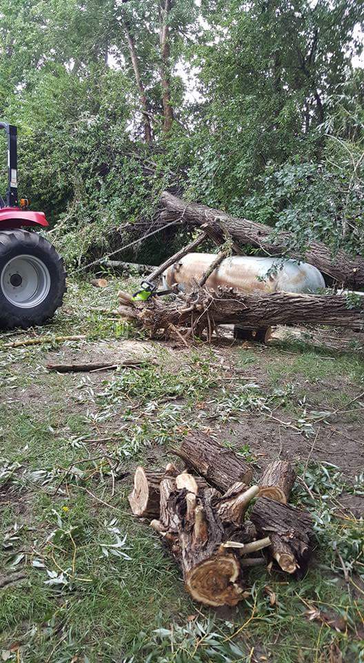 Willow removal