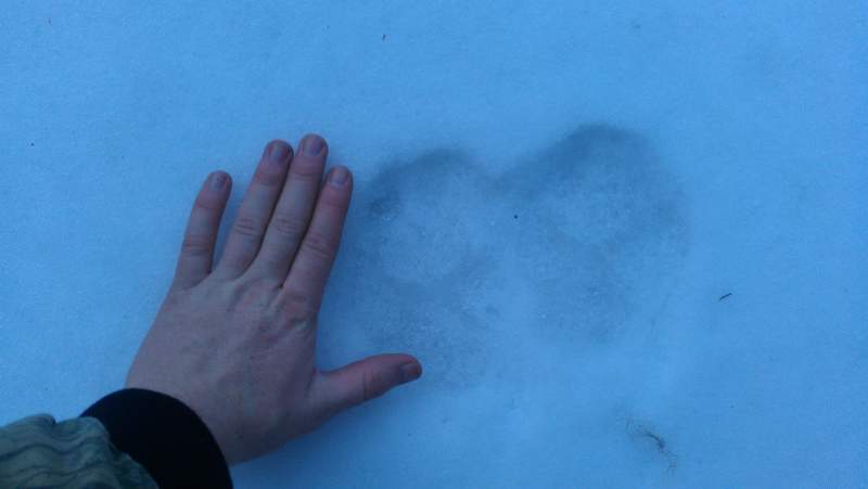 Wolf tracks hiking up at Hazard Creek, near McCall Id.