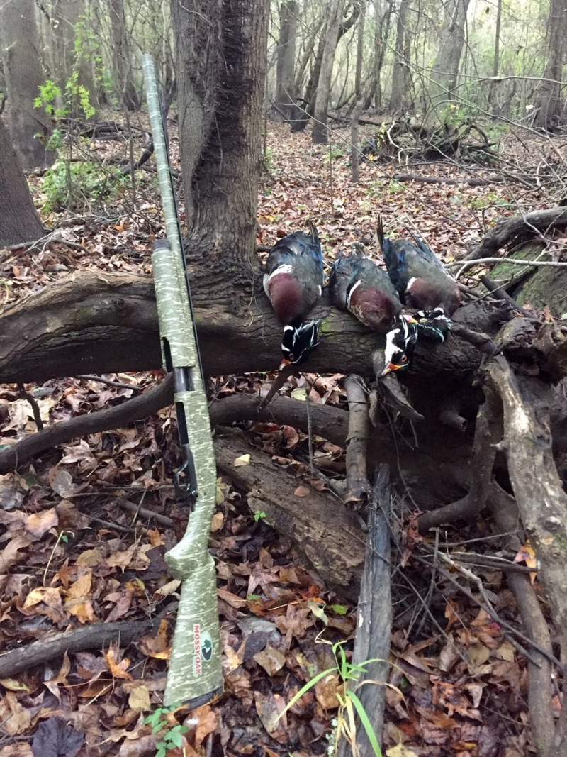 Wood duck 11-30-16