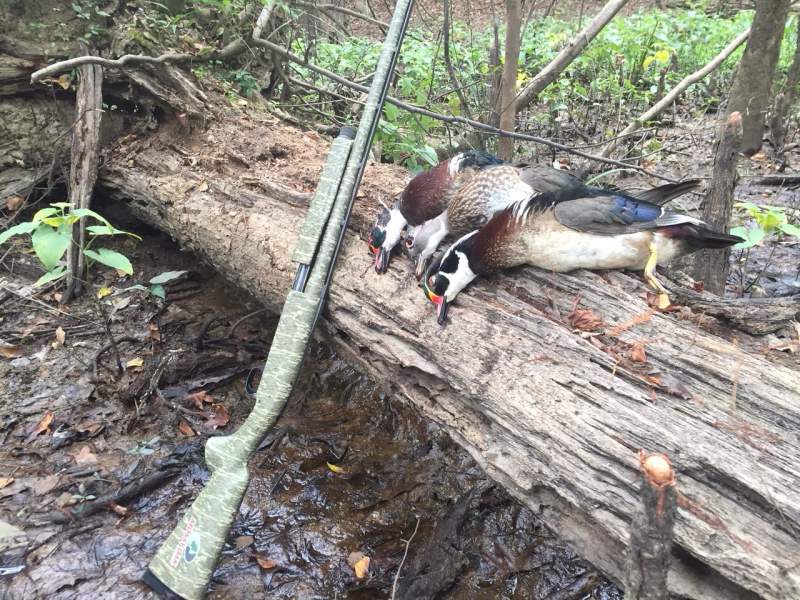 Wood duck Limit 11-13-16