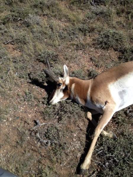 Wyoming goat