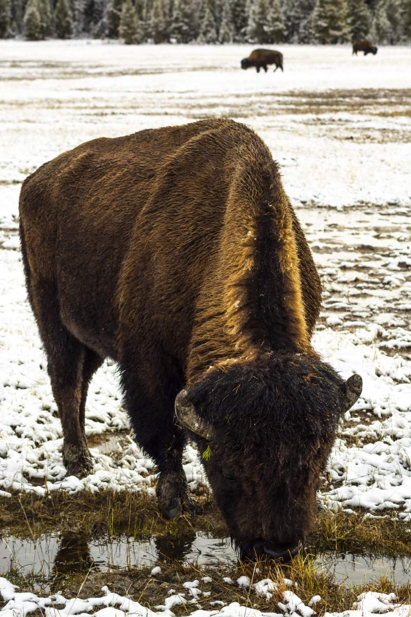 Yellowstone Bison