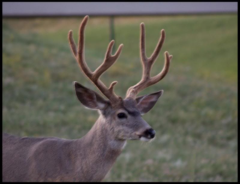 buck31.jpg
