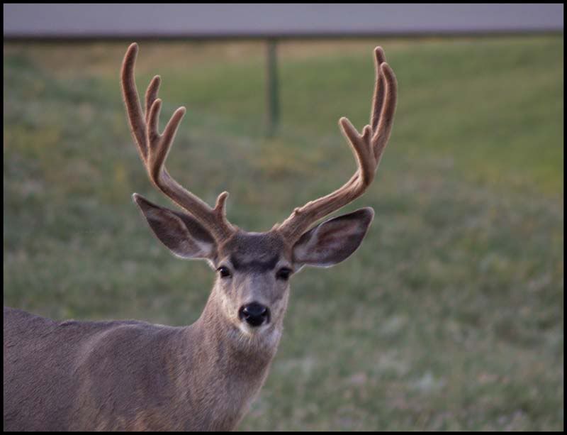 buck30.jpg