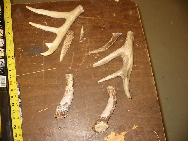 rod1_horn2.jpg