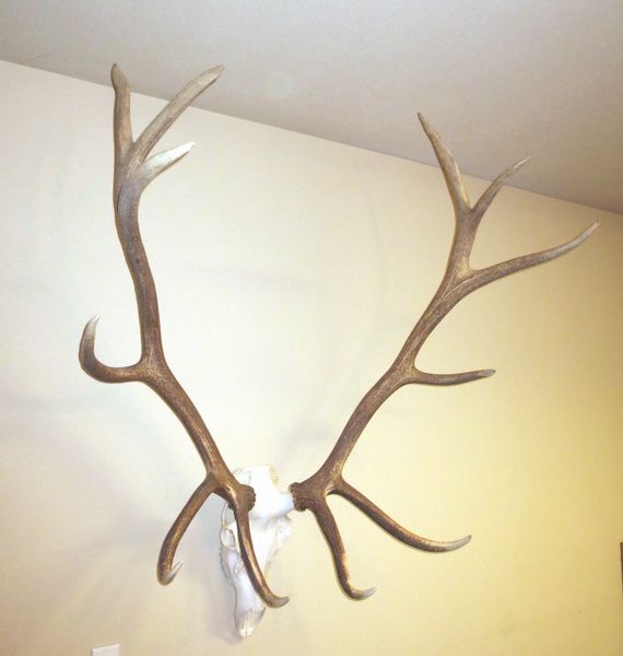 WYbull_zpse4d85d2c.jpg