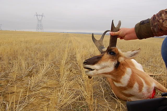 BigHornPronghorn039.jpg