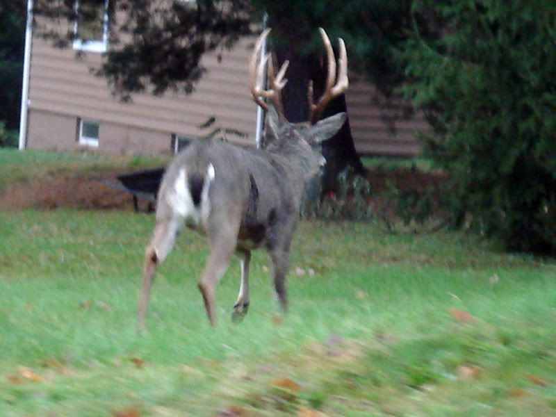 Deer004copy.jpg
